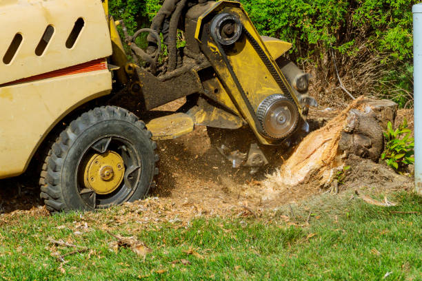 Residential Tree Removal in Fall Creek, WI